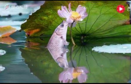 一步一步升莲花是形容哪个动物
