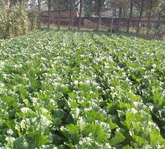 内蒙大白菜种植时间和方法
