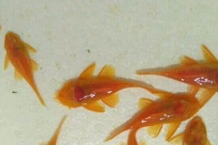 黄金胡子鱼繁殖前兆