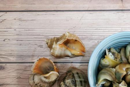 海螺可以一直泡在盐水里吗