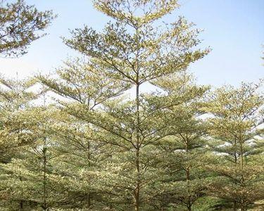 小叶榄仁是几月份长芽