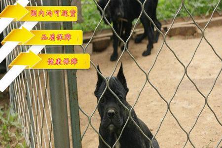 卡斯罗犬可以办理犬证吗