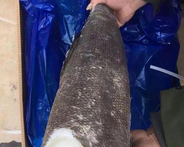 10公分的银鳕鱼一年能长几斤