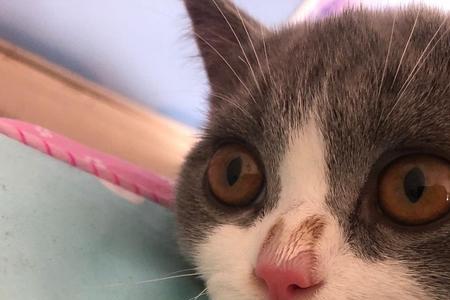 猫咪甩鼻子是怎么回事