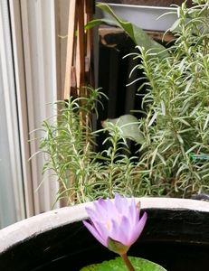蓝莲种子成熟后能获得多少蓝莲