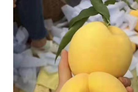 黄金蜜8号的优点和缺点