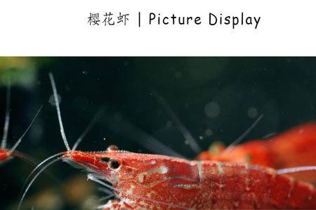 极火虾吃螺蛳肉不