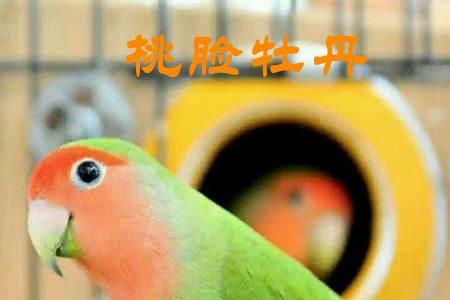 牡丹是鸟吗