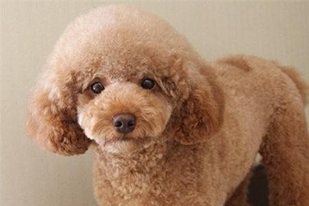 贵宾犬洗澡周期多长合适