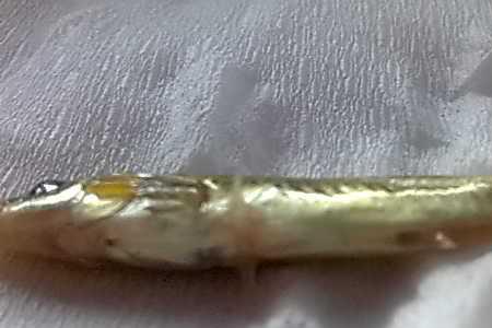 一条刺的鱼有哪些