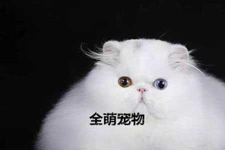 波斯猫有灰色的吗
