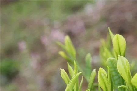 春茶苦夏茶涩秋茶倒不得啥意思