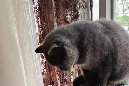 雪纳瑞能和猫一起养吗