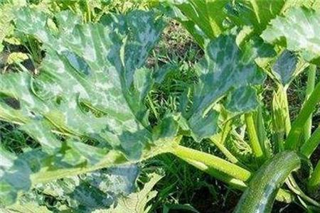 南瓜冬瓜什么时候种植最好