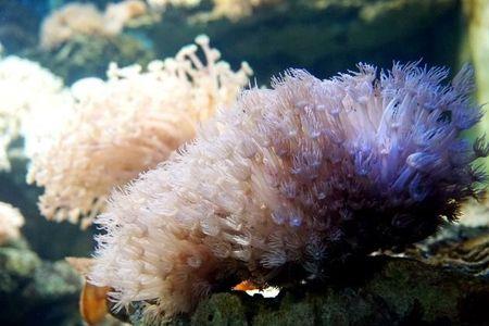 珊瑚是不是生物为什么