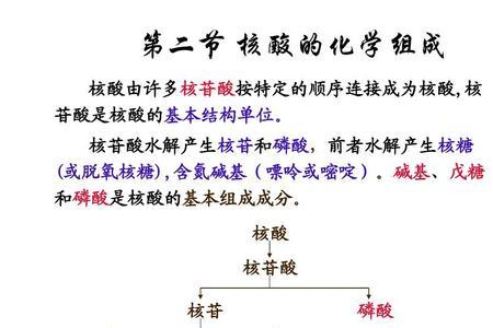 核苷和核苷酸区别