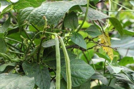 豆角刚结荚生虫怎么办