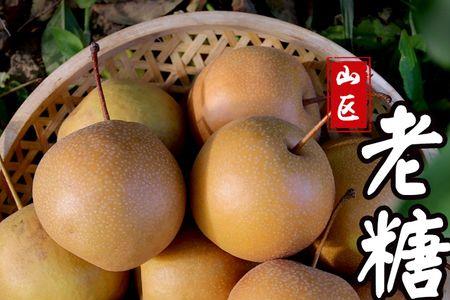 糖梨有多少种