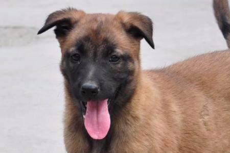 公马犬成年能长多大