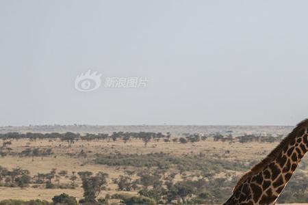 母鹿与狮子的读后感