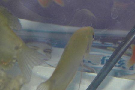 小鲤鱼有须子吗