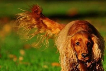 英式可卡犬的寿命一般是多久