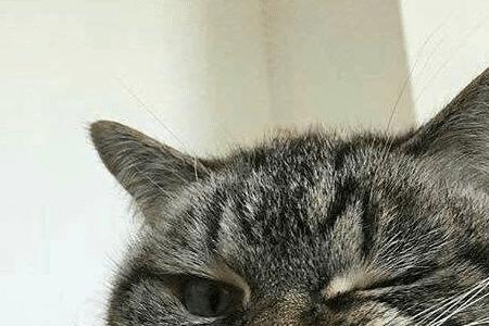 猫有几颗虎牙