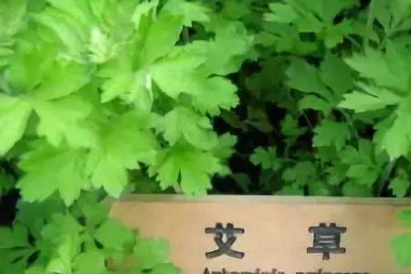 蛸蜞读音