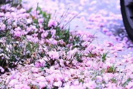 一夜落花的意思