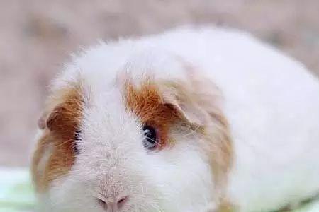 荷兰猪能吃盐吗