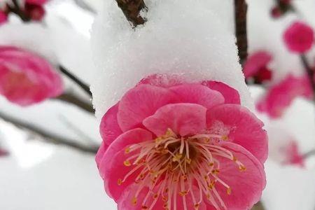 梅花雪这首歌啥意思