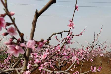 新鲜桃花什么时候采摘