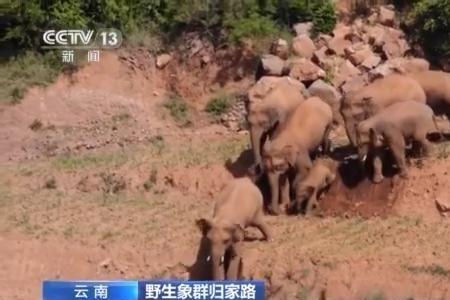 北移亚洲象是什么意思