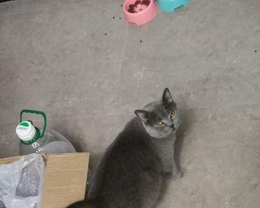 蓝猫狸花串串长什么样