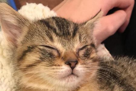 猫咪半岁相当于人几岁