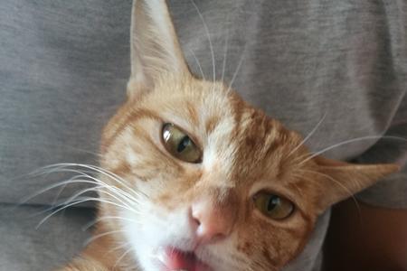 猫发烧冰袋放哪
