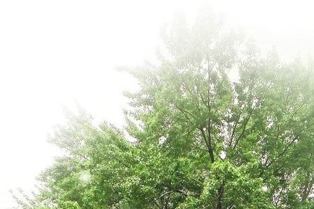 枫树松树杨树榕树那种树最珍贵