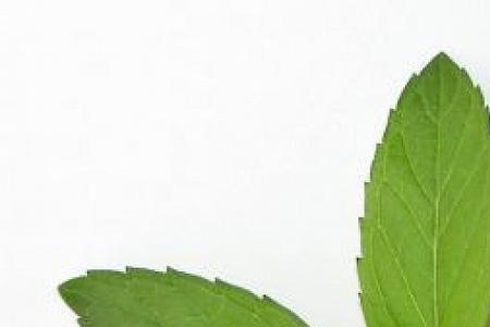 上饶人爱吃的薄荷叶是什么品种