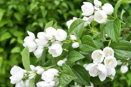 9朵茉莉花语是什么意思