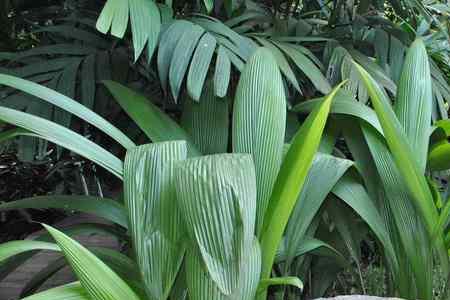 大叶热带植物