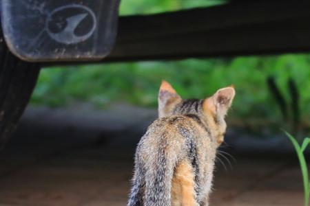黄花猫是什么品种