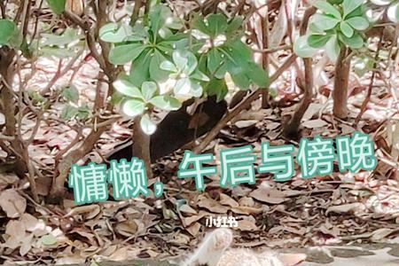 慵懒的午后什么意思