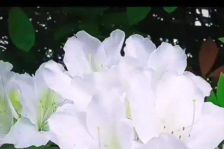 如诗如画温婉明媚是什么意思