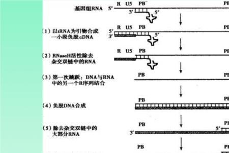 转录与逆转录的区别