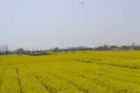 油菜种938产量怎么样