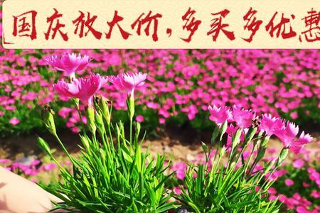欧石竹不长花苞