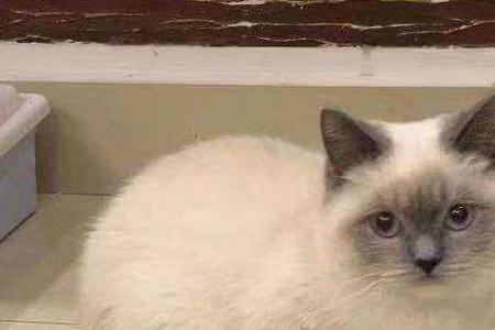 蓝猫和布偶配出来的猫像虎斑