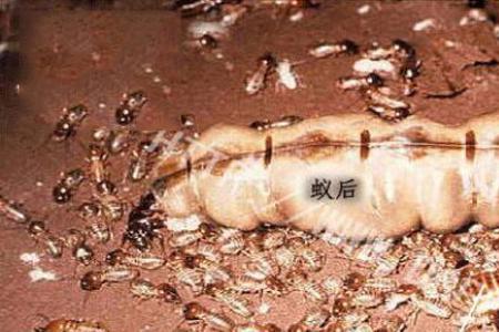 蚁后能饿死吗