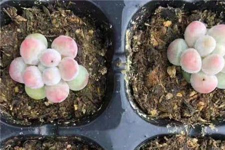 多肉植物汤圆是什么品种