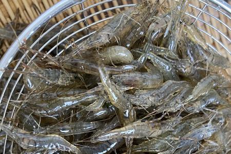 冻虾米的家常做法大全